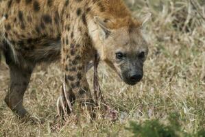 hyena äter, kruger nationell parkera, söder afrika. foto