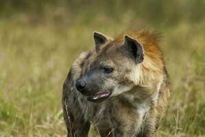 hyena äter, kruger nationell parkera, söder afrika. foto