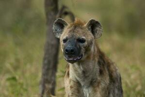 hyena äter, kruger nationell parkera, söder afrika. foto