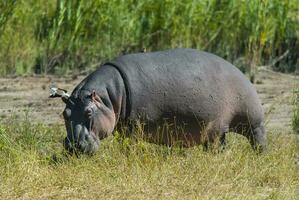 flodhäst amfibie i vattenhål, kruger nationell park, söder afrika foto