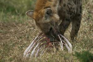 hyena äter, kruger nationell parkera, söder afrika. foto