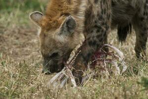 hyena leende, kruger nationell parkera, söder afrika. foto