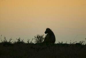 babian, kruger nationell parkera, söder afrika foto