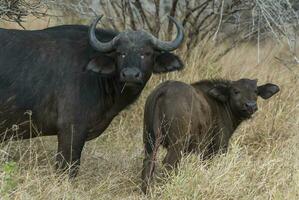 cape buffel mor och kalv, kruger nationell parkera, söder afrika. foto