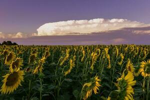 solros , pampas , argentina foto