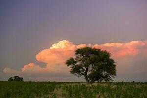 pampas träd landskap på solnedgång, la pampa provins, argentina foto