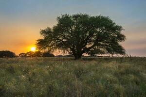 pampas träd landskap på solnedgång, la pampa provins, argentina foto