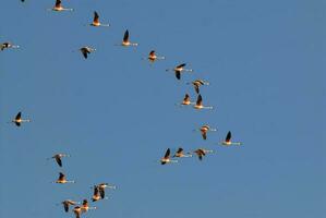 chilenska flamingos flock i flyg , patagonien, argentina. foto