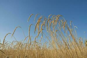 vete fält i pampas landsbygden, la pampa provins, patagonien, argentina foto