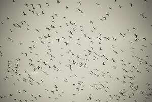 fåglar flock flyg bakgrund , patagonien, argentina foto