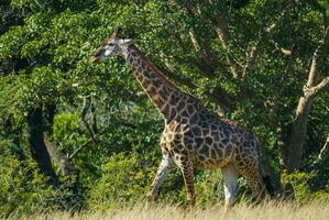 giraff kruger nationell parkera söder afrika. foto