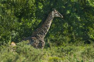 giraff kruger nationell parkera söder afrika. foto