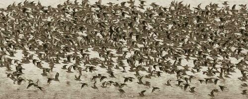 fåglar flock flyg bakgrund , patagonien, argentina foto