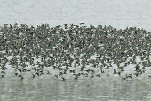 fåglar flock flyg bakgrund , patagonien, argentina foto