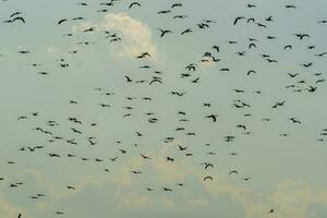 fåglar flock flyg bakgrund , patagonien, argentina foto