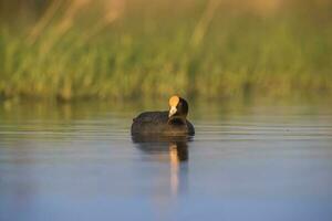 vit bevingad sothöna i en pampas lagun miljö, la pampa, argentina foto