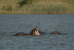 flodhäst amfibie i vattenhål, kruger nationell park, söder afrika foto