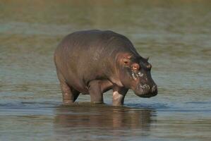 flodhäst amfibie i vattenhål, kruger nationell park, söder afrika foto