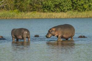 flodhäst amfibie i vattenhål, kruger nationell park, söder afrika foto