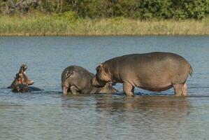 flodhäst amfibie i vattenhål, kruger nationell park, söder afrika foto