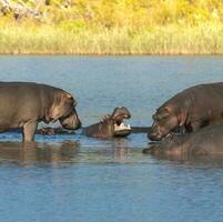 flodhäst amfibie i vattenhål, kruger nationell park, söder afrika foto