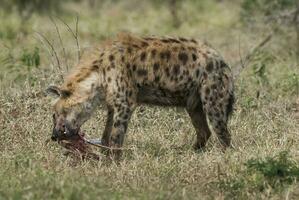 hyena äter, kruger nationell parkera, söder afrika. foto