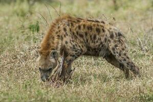 hyena äter, kruger nationell parkera, söder afrika. foto