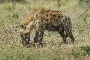 hyena äter, kruger nationell parkera, söder afrika. foto