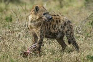 hyena äter, kruger nationell parkera, söder afrika. foto