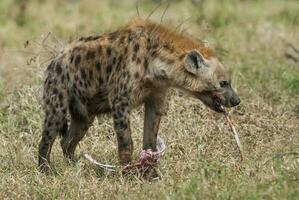 hyena äter, kruger nationell parkera, söder afrika. foto