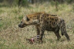 hyena äter, kruger nationell parkera, söder afrika. foto