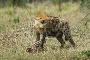 hyena äter, kruger nationell parkera, söder afrika. foto