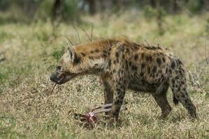 hyena äter, kruger nationell parkera, söder afrika. foto