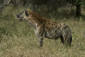 hyena äter, kruger nationell parkera, söder afrika. foto