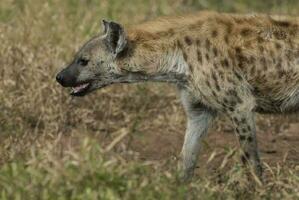 hyena äter, kruger nationell parkera, söder afrika. foto