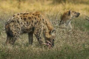 hyena äter, kruger nationell parkera, söder afrika. foto