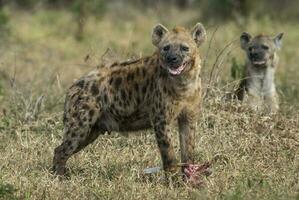 hyena äter, kruger nationell parkera, söder afrika. foto