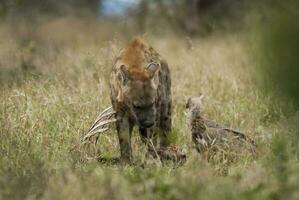 hyena äter, kruger nationell parkera, söder afrika. foto