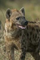 hyena äter, kruger nationell parkera, söder afrika. foto