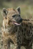 hyena äter, kruger nationell parkera, söder afrika. foto