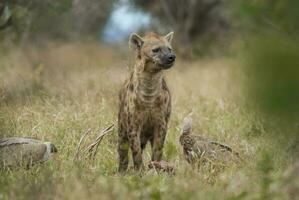 hyena äter, kruger nationell parkera, söder afrika. foto