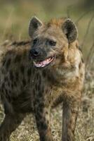 hyena äter, kruger nationell parkera, söder afrika. foto