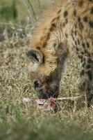 hyena äter, kruger nationell parkera, söder afrika. foto