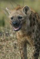 hyena äter, kruger nationell parkera, söder afrika. foto