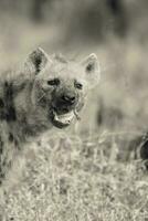 hyena äter, kruger nationell parkera, söder afrika. foto