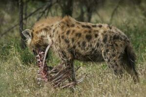 hyena äter, kruger nationell parkera, söder afrika. foto