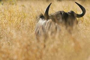 svart gnu, kruger nationell parkera söder afrika foto