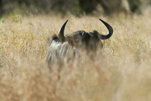 svart gnu, kruger nationell parkera söder afrika foto