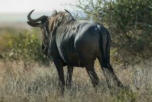 svart gnu, afrika foto