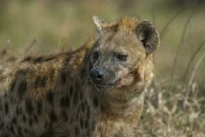 hyena äter, kruger nationell parkera, söder afrika. foto